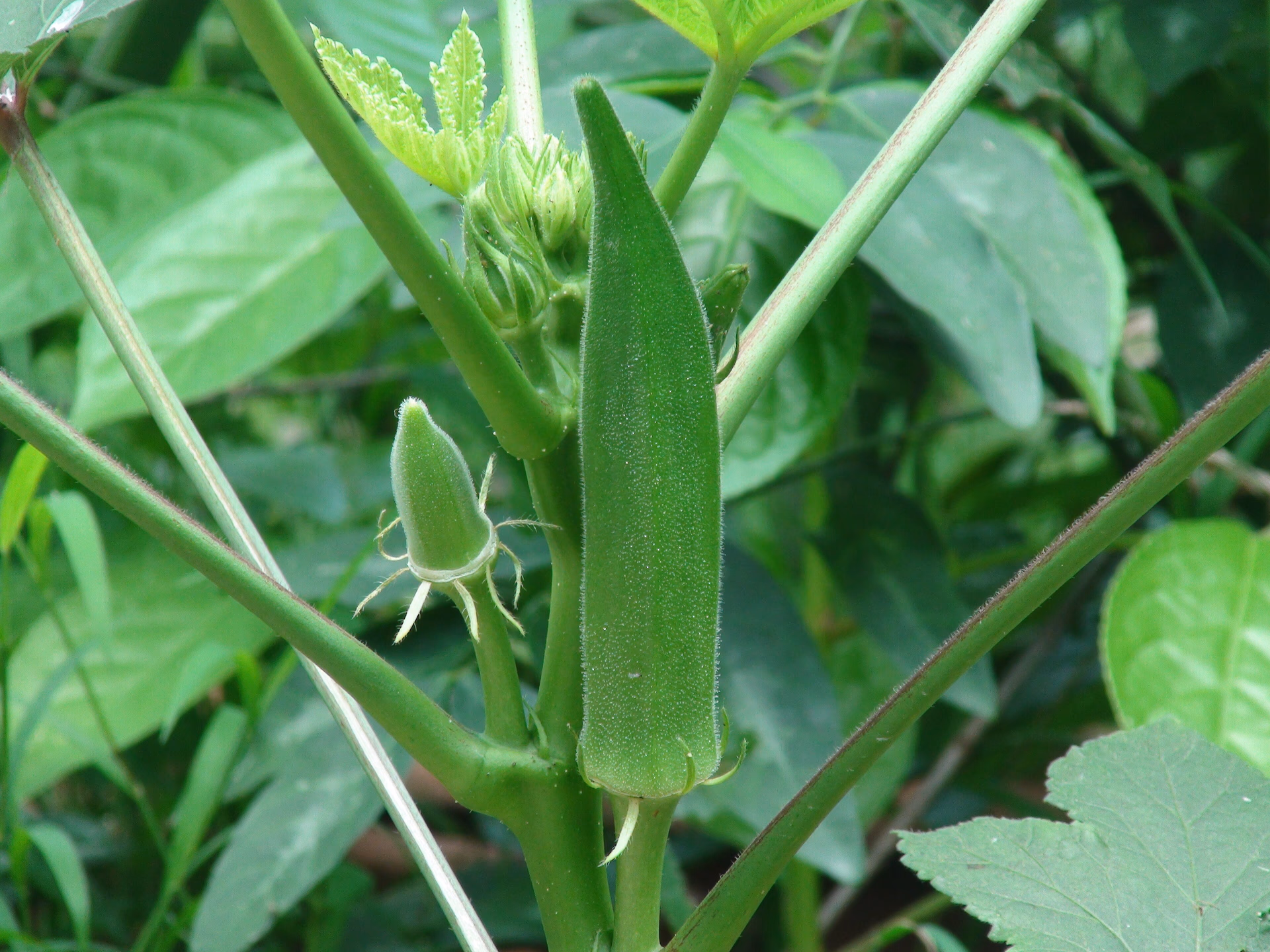 Seafood Okro image